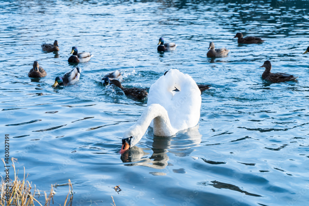 Fototapeta premium White swan drinks from the river, ducks in the background