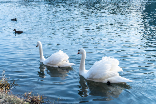 Tender White Swans are Swimming Together on the calm river