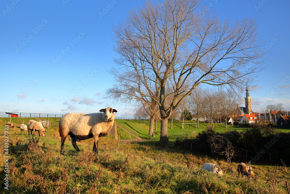 Obraz premium Sheep grazing on a meadow in the colorful countryside surrounding Veere, Zeeland, Netherlands, with the clock tower of the Stadhuis (town hall) in the background