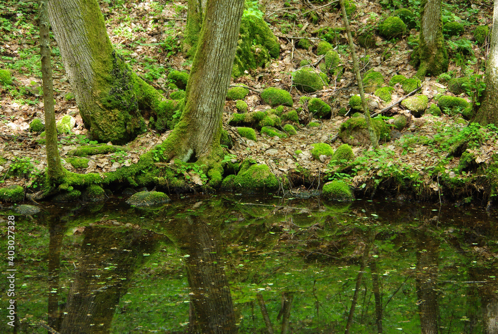 Fototapeta premium Green shady forest lake