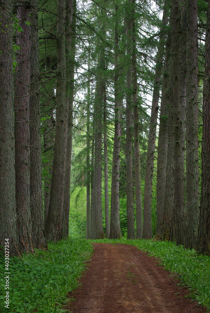 Fototapeta premium Road through old larch forest