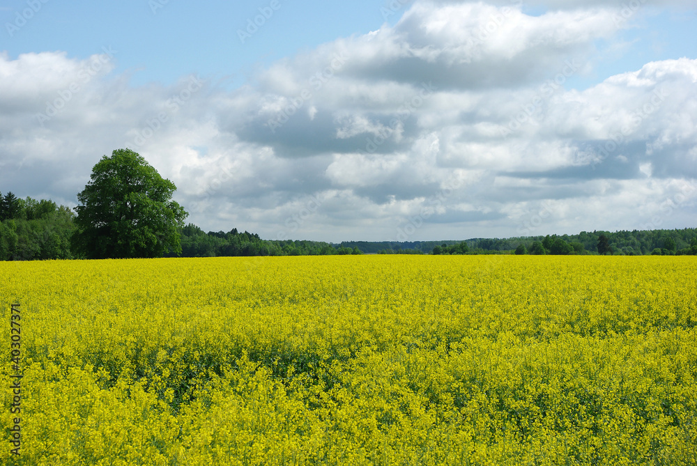 yellow flowering rapeseed field