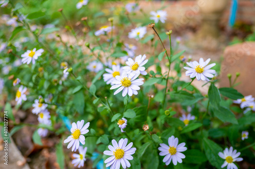 Little Purple Flower with Bees