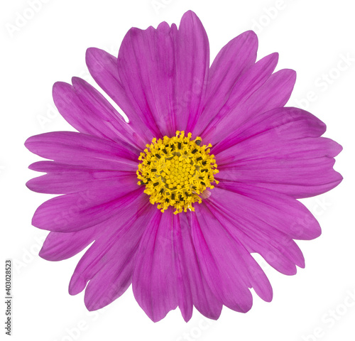 cosmos flower isolated © _Vilor