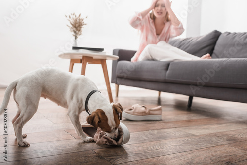 jack russell terrier biting shoes on floor near frustrated woman on blurred background
