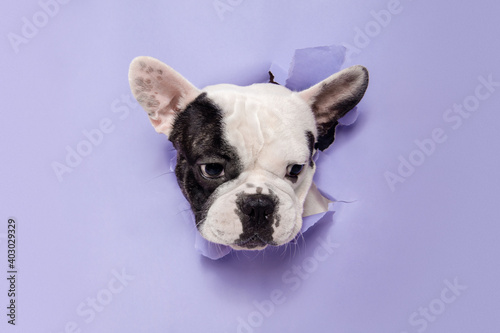 Hey surprise. French Bulldog young dog is posing. Cute playful white-black doggy or pet is playing and looking happy isolated on purple background. Concept of motion, action, movement.