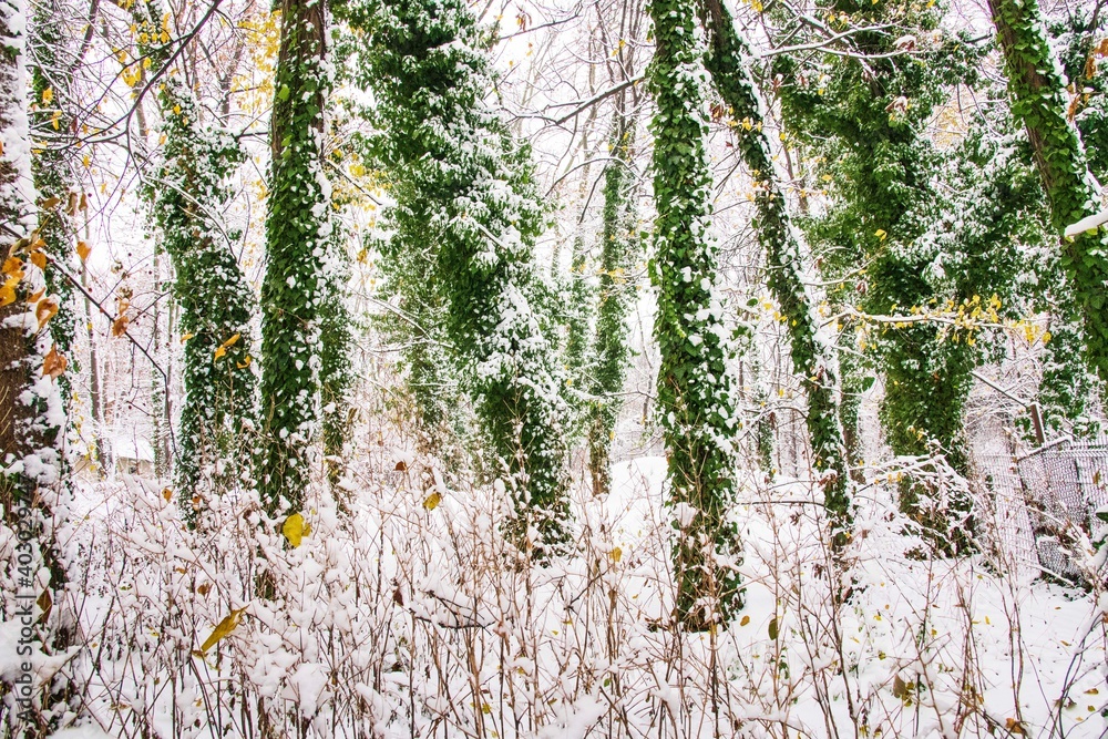 Fototapeta premium Winter season at Herastrau park Bucharest,Romania.A maginificent landscape covered with snow
