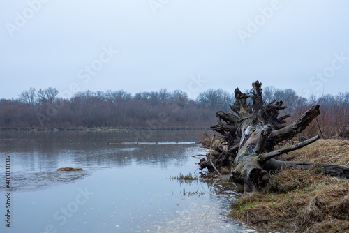 The trunk of an old tree washed up on the river bank