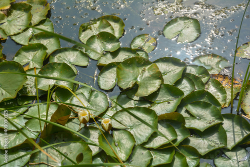 Water lilies with lots of leaves float in the pond