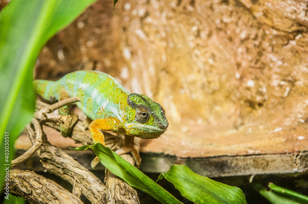 Fototapeta premium chameleon walks on a branch and camouflages itself