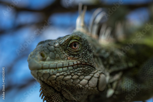 Iguana lizard head close up on a tree Bonaire Caribbean sea