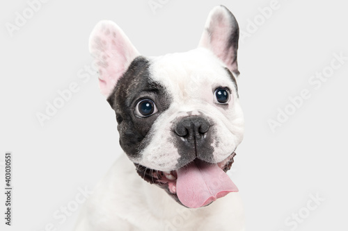 Celebrity portrait. French Bulldog young dog is posing. Cute playful white-black doggy or pet is playing and looking happy isolated on white background. Concept of motion, action, movement.