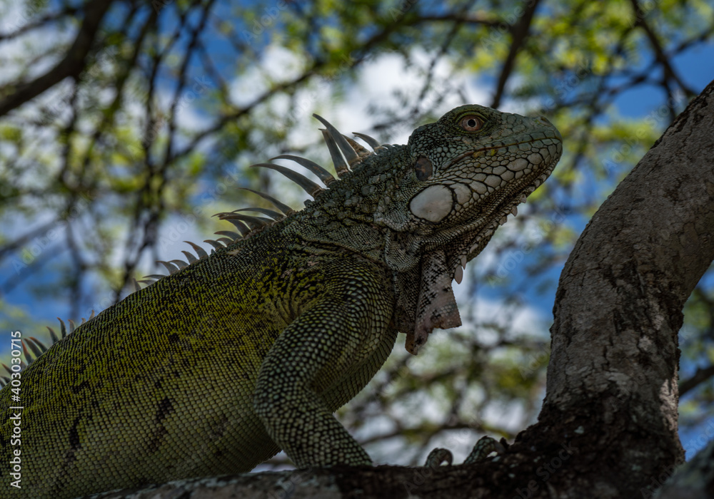 Iguana lizard close up on a tree Bonaire Caribbean sea Iguana lizard close up on a tree Bonaire Caribbean sea