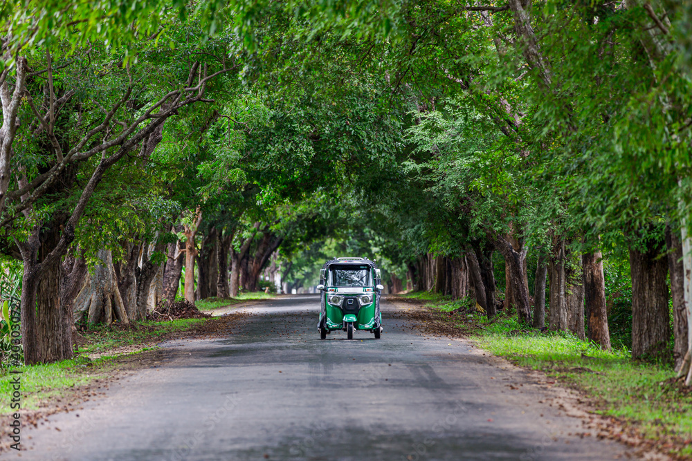 Tuk tuk driving on a road between green trees