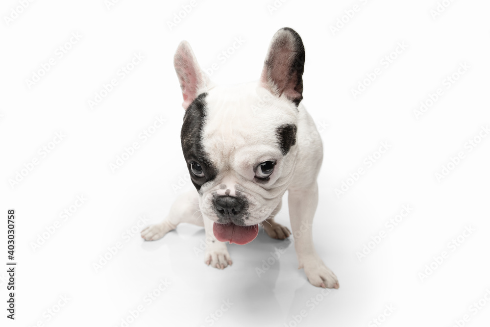 Dangerous boy. French Bulldog young dog is posing. Cute playful white-black doggy or pet is playing and looking happy isolated on white background. Concept of motion, action, movement.