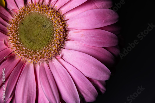 Wallpaper Mural Macro photography of gerbera flower on a dark background Torontodigital.ca