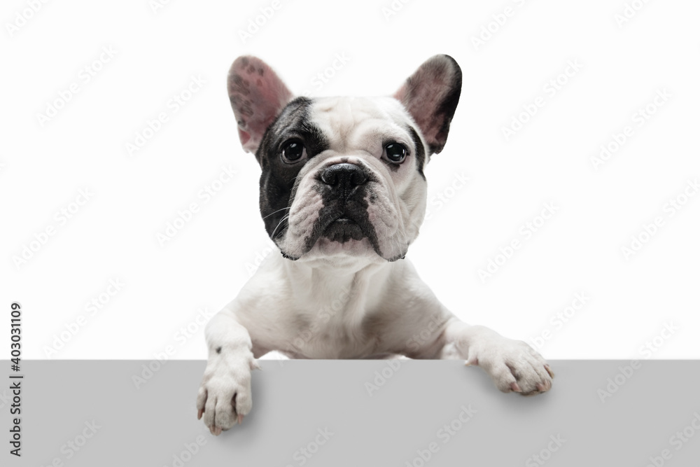 Beautiful model. French Bulldog young dog is posing. Cute playful white-black doggy or pet is playing and looking happy isolated on white background. Concept of motion, action, movement.