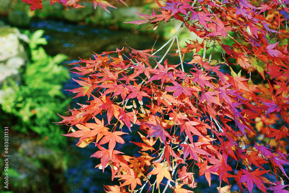 京都の秋 美しい紅葉と赤いモミジ(日本京都府京都市) Autumn in Kyoto: Beautiful autumn leaves and red maple leaves (Kyoto City, Japan, Kyoto Prefecture) 京都の秋 美しい紅葉と赤いモミジ(日本京都府京都市) Autumn in Kyoto: Beautiful autumn leaves and red maple leaves (Kyoto City, Japan, Kyoto Prefecture)