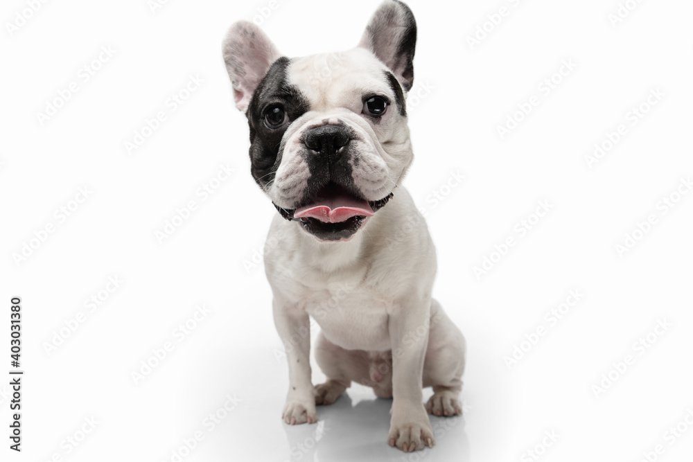 Listen to me. French Bulldog young dog is posing. Cute playful white-black doggy or pet is playing and looking happy isolated on white background. Concept of motion, action, movement.