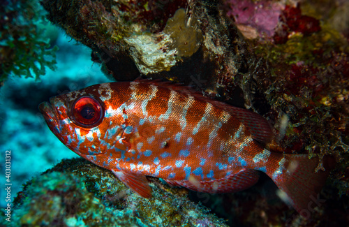 Bullseye fish (Priacanthus hamrur) close up Bonaire Caribbean sea © Venko