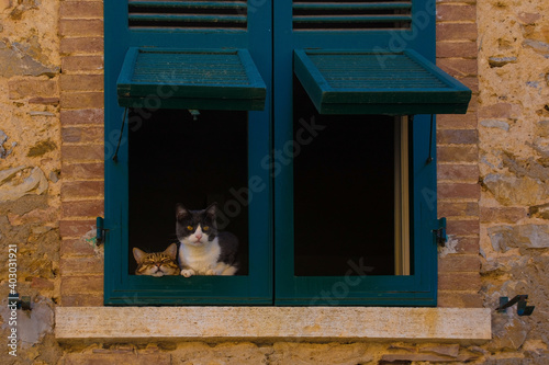 Two cats in a window with Genoveza shutters in an historic stone residential building in the village of Montemerano near Manciano in Grosseto province, Tuscany, Italy 