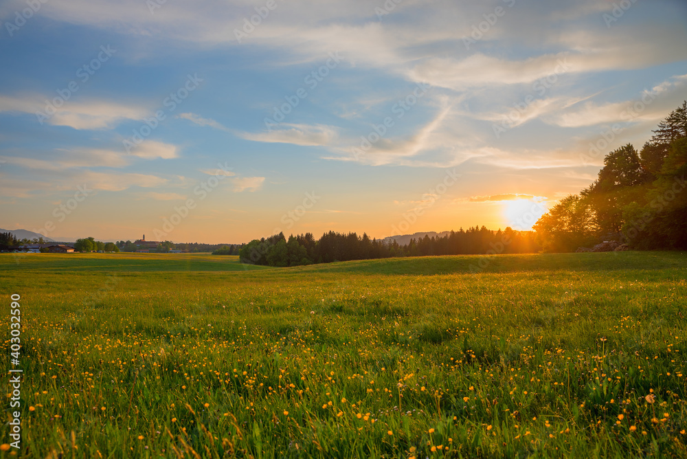 sunset over beautiful rural bavarian landscape, with buttercup meadow and cloudy sky