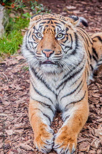 beautiful Bengal tiger  queen tiger