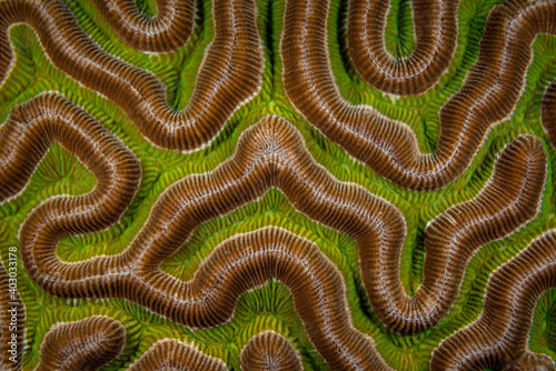 Fototapeta Naklejka Na Ścianę i Meble -  Brain coral close up Bonaire Caribbean sea