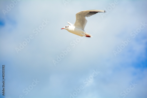 One gull with much blue sky and clouds