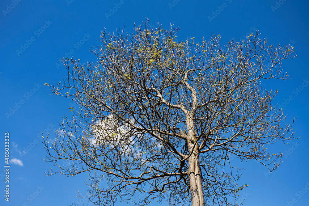 Fototapeta premium tree in the sky