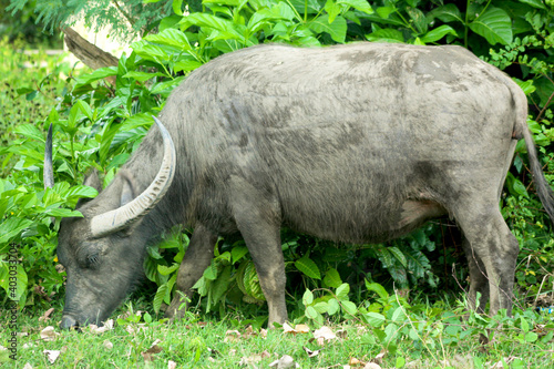 water buffalo eat the grass