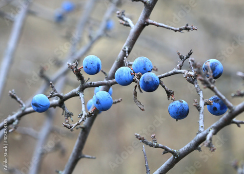 thorn bush branch with berries