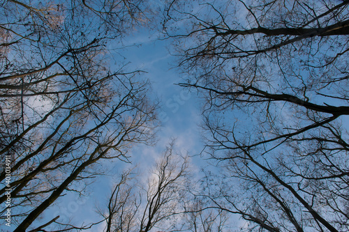 Winter forest view from below