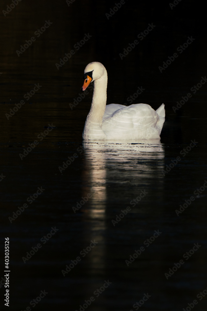 White mute swan lighting up in dark surroundings White mute swan lighting up in dark surroundings