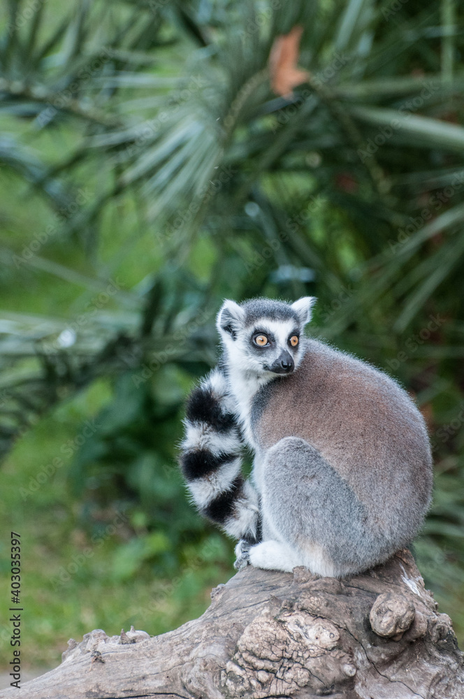lemur jungle animal Madagascar