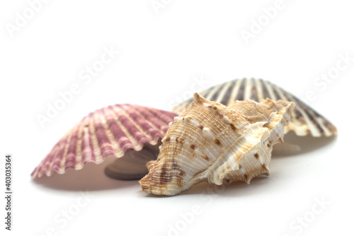 Closeup of beautiful seashells on white background