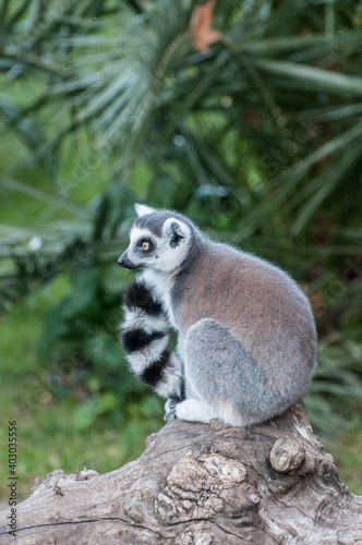 lemur jungle animal Madagascar © fx79