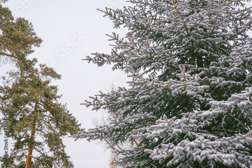 Snow-covered tree branch in the winter forest. Winter landscapes. © NATALYA