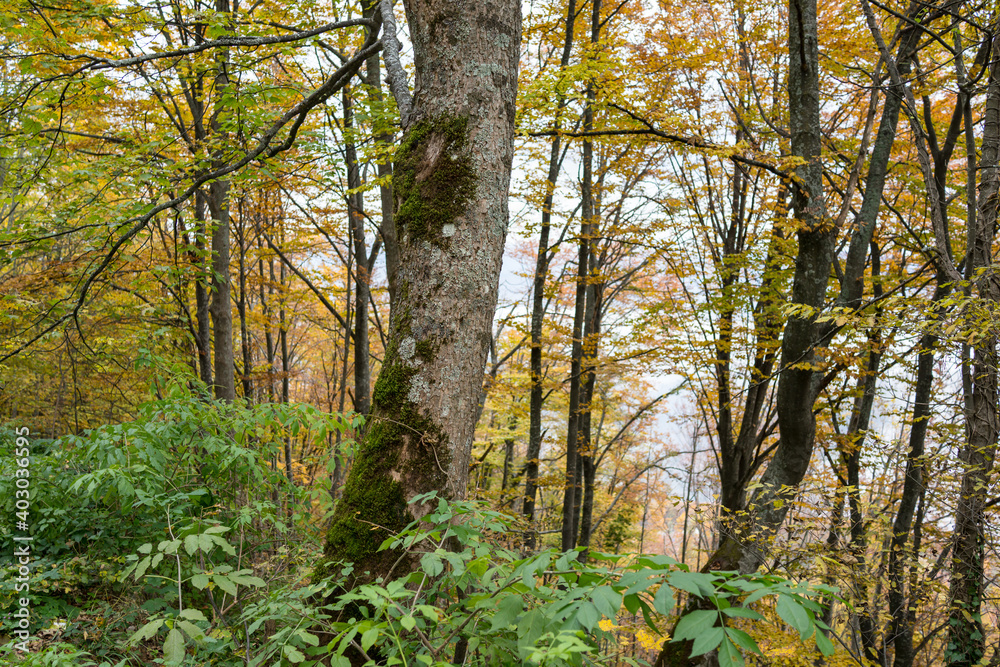 Obraz premium nice beautiful tree in summer with colorful . High quality photo