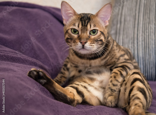 The scowling cat covers himself with a paw. Concept of castration and sterilization of animals