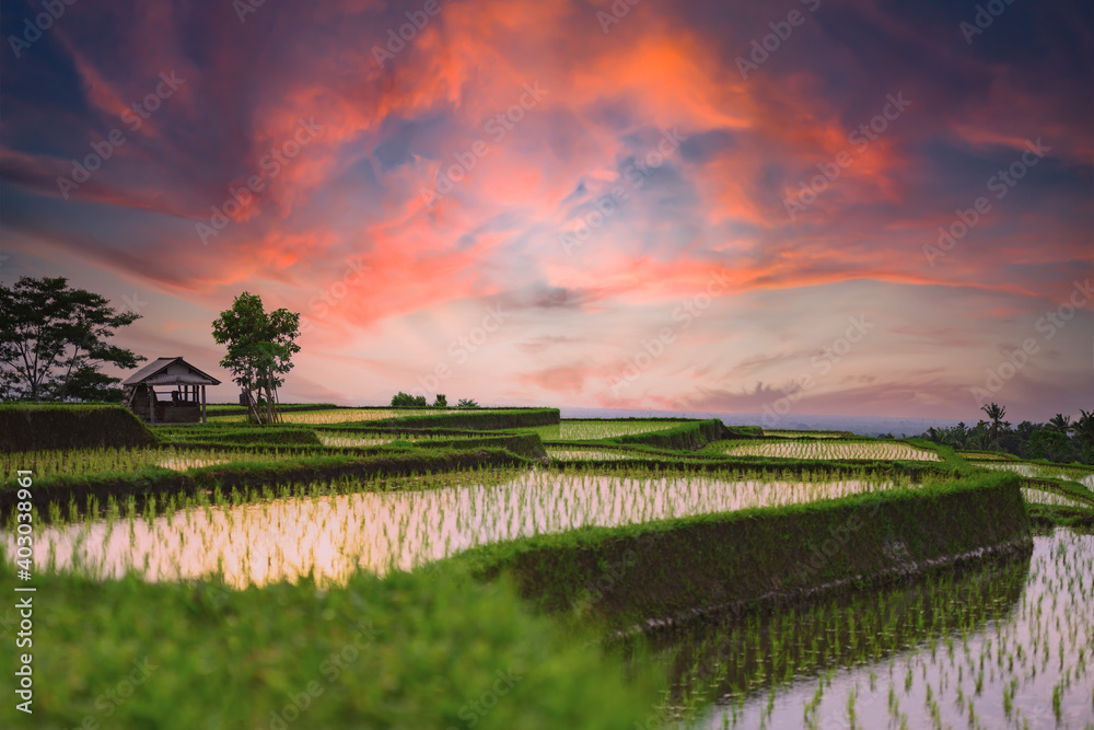 (Selective focus) Stunning view of a farmer hut's and a beautiful and colorful morning sky reflected in the rice fields. Jatiluwih rice terrace, Tabanan Regency, North Bali, Indonesia.