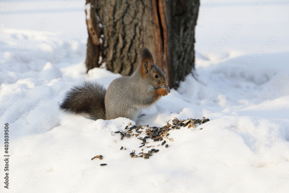 squirrel in the snow squirrel in the snow