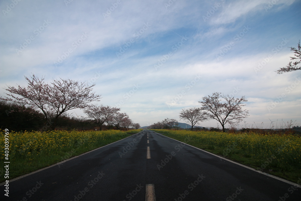 Fototapeta premium 제주도 녹산로