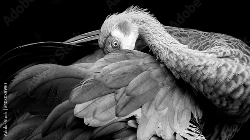 Tableau sur toile black and white portrait of a sandhill crane preening