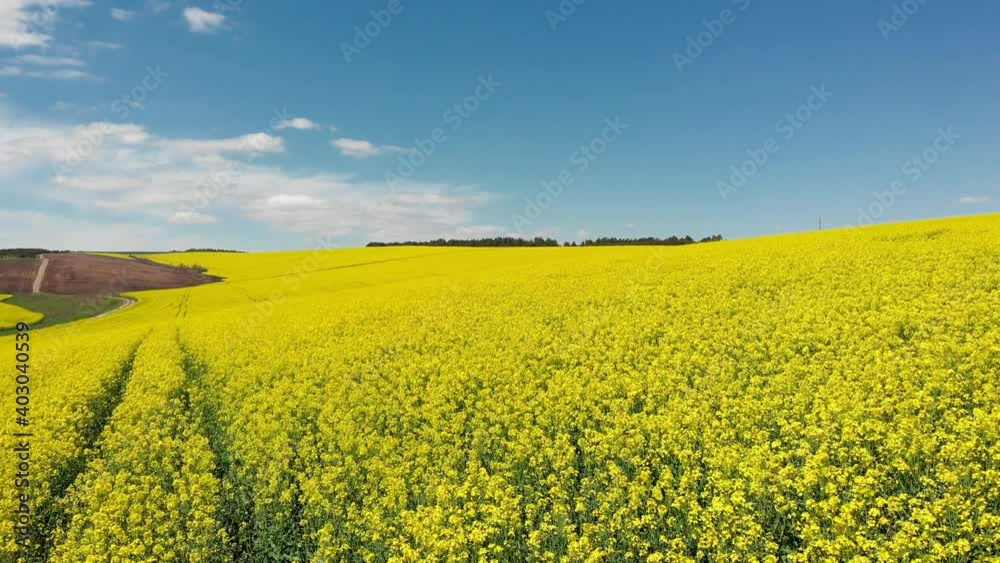 Aerial view of a field with rapeseed, Ukraine Aerial view of a field with rapeseed, Ukraine