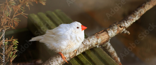White finch during winter season