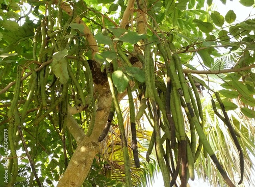 ripe and unripe long fruits of golden shower tree 'cassia fistula'