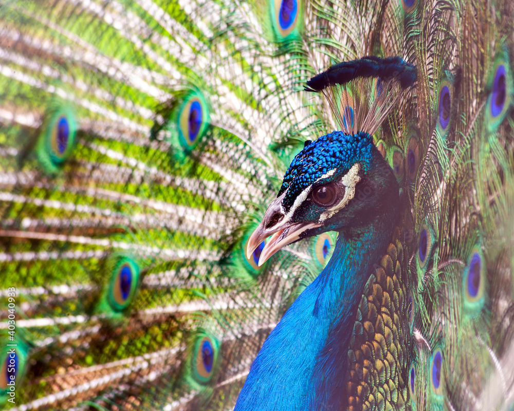 Samolepka Colorful close-up portrait of a peacock
