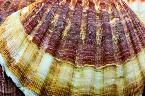 closeup of brown and red sea bivalve scallop shell with radiating pattern. A seashell found on ocean sand beach.