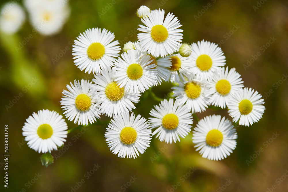 Fototapeta premium Blooming flowers - Erigeron annuus, macro close up. Summer Russian wild field.